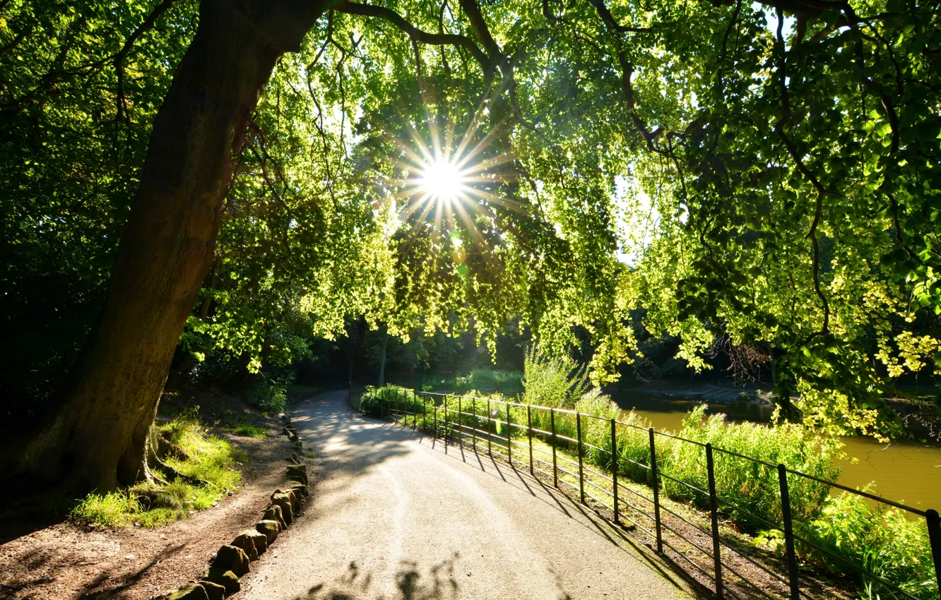 Photo wallpaper the sun, rays, light, trees, lake, Park, shore, foliage