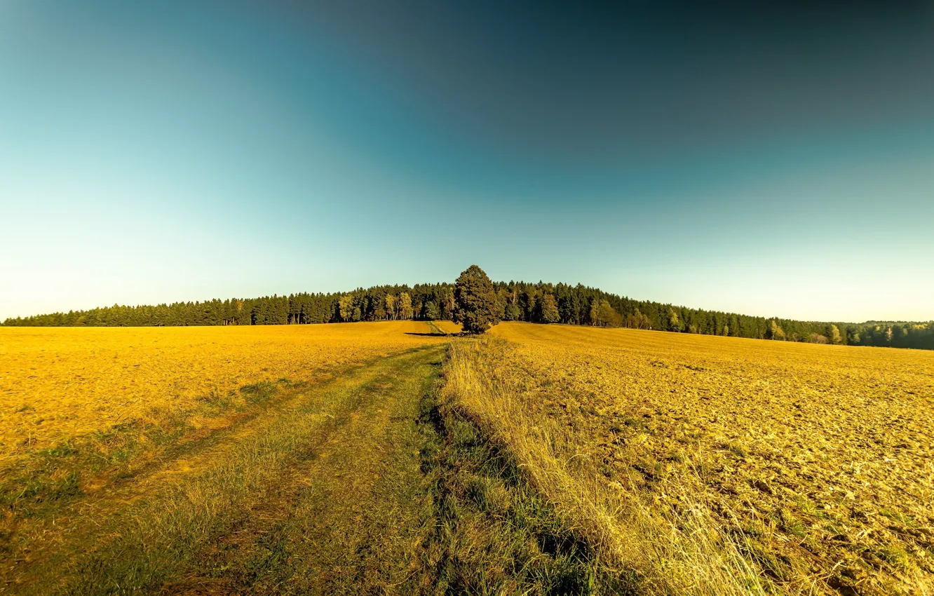 Photo wallpaper road, field, autumn