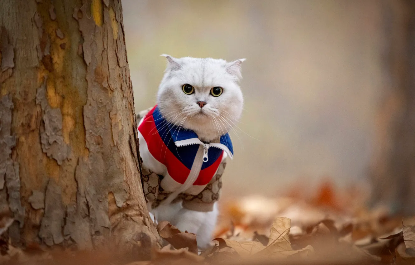 Photo wallpaper autumn, cat, white, cat, look, trees, pose, Park