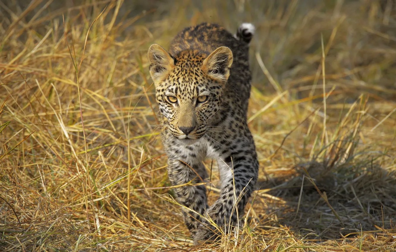 Photo wallpaper grass, look, leopard, walk, cub, kitty, sneaks, teen