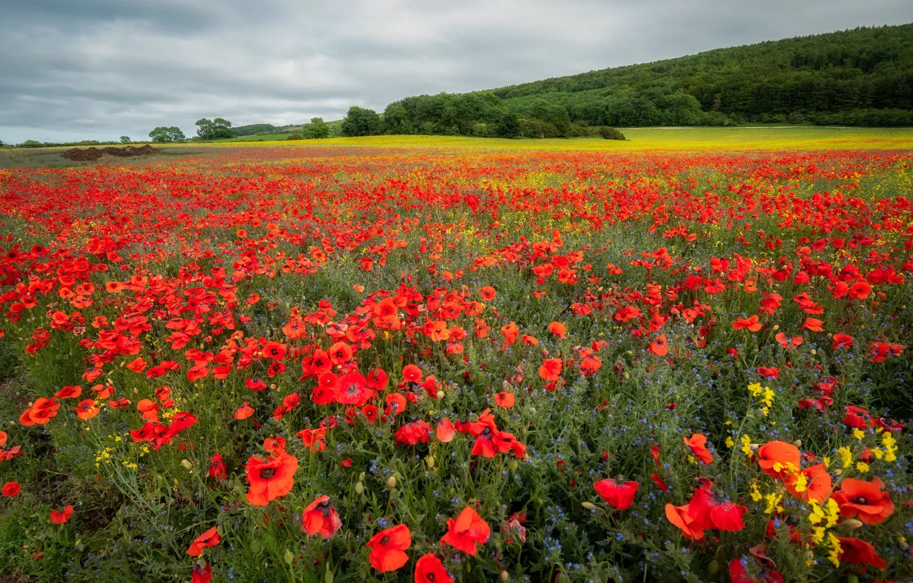 Photo wallpaper space, flowers, a lot, clouds, poppy field, meadow, Maki, summer