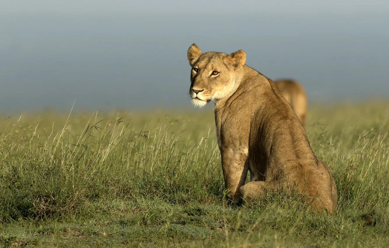 Photo wallpaper nature, Africa, lions