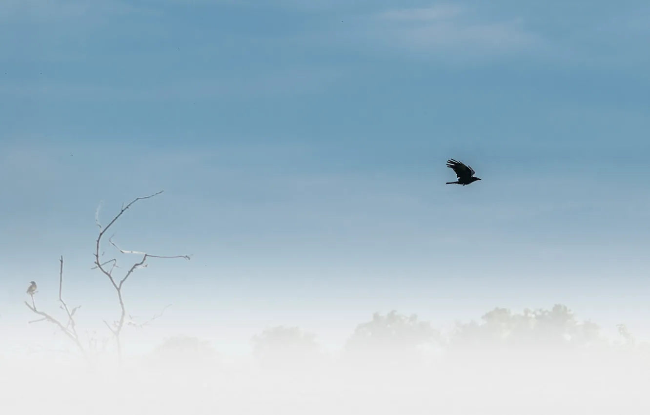 Photo wallpaper the sky, background, bird