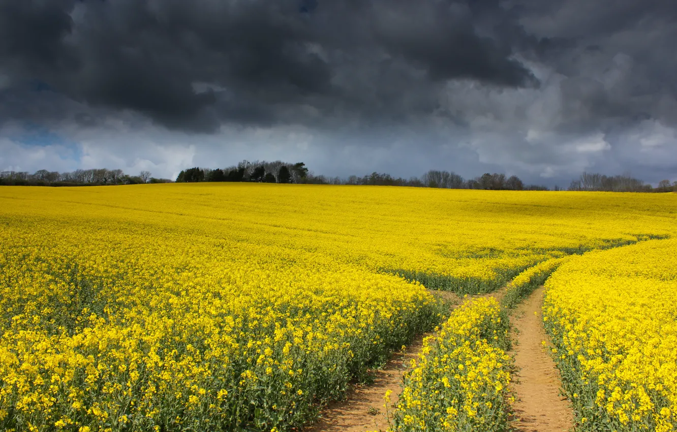 Photo wallpaper road, field, the sky, trees, flowers, yellow, clouds, spring