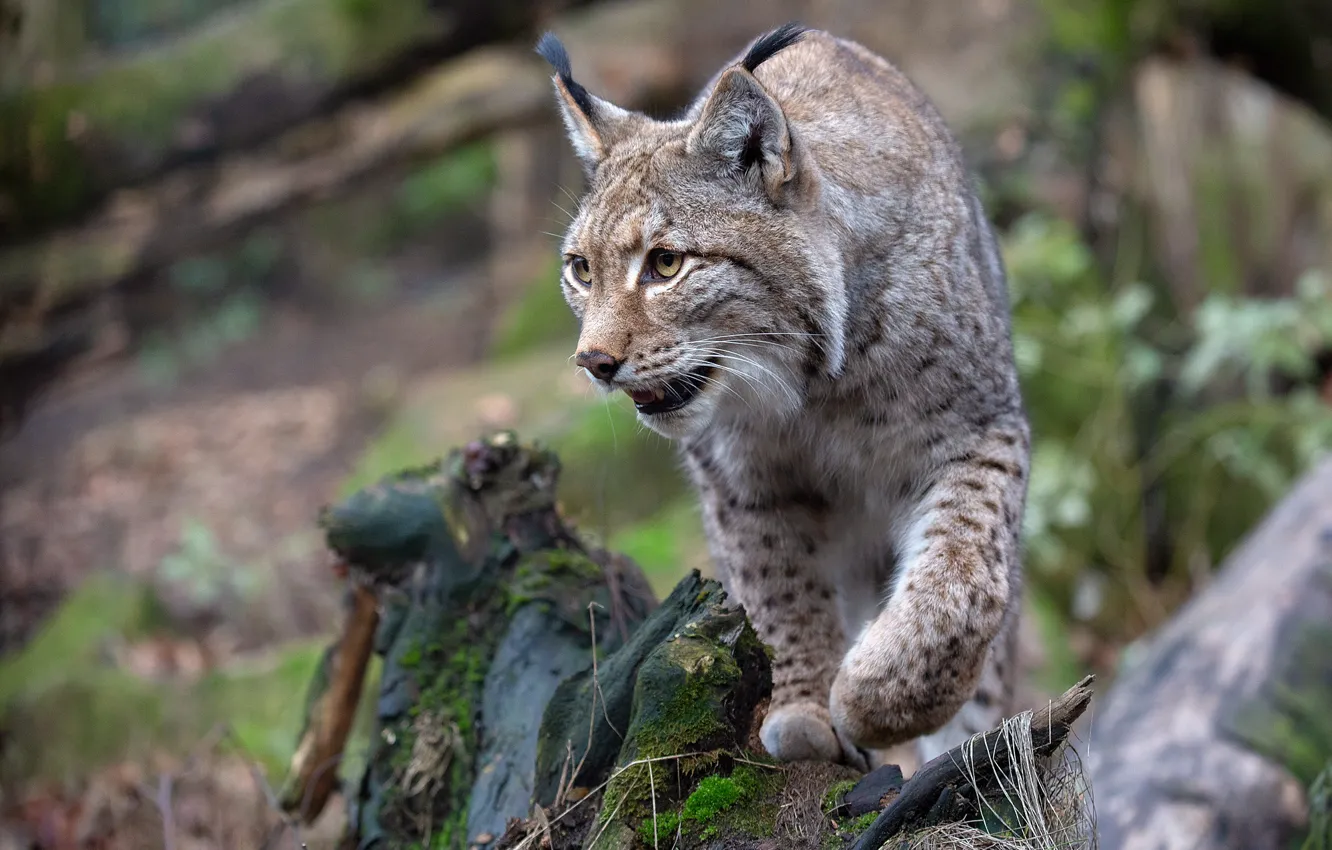 Photo wallpaper look, pose, stump, paws, lynx