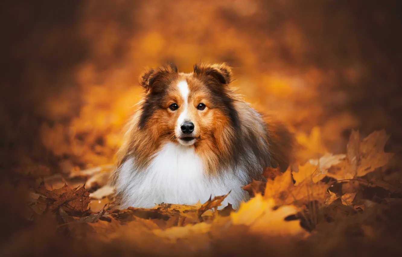 Photo wallpaper autumn, look, dog, face, bokeh, fallen leaves, Sheltie, Shetland Sheepdog