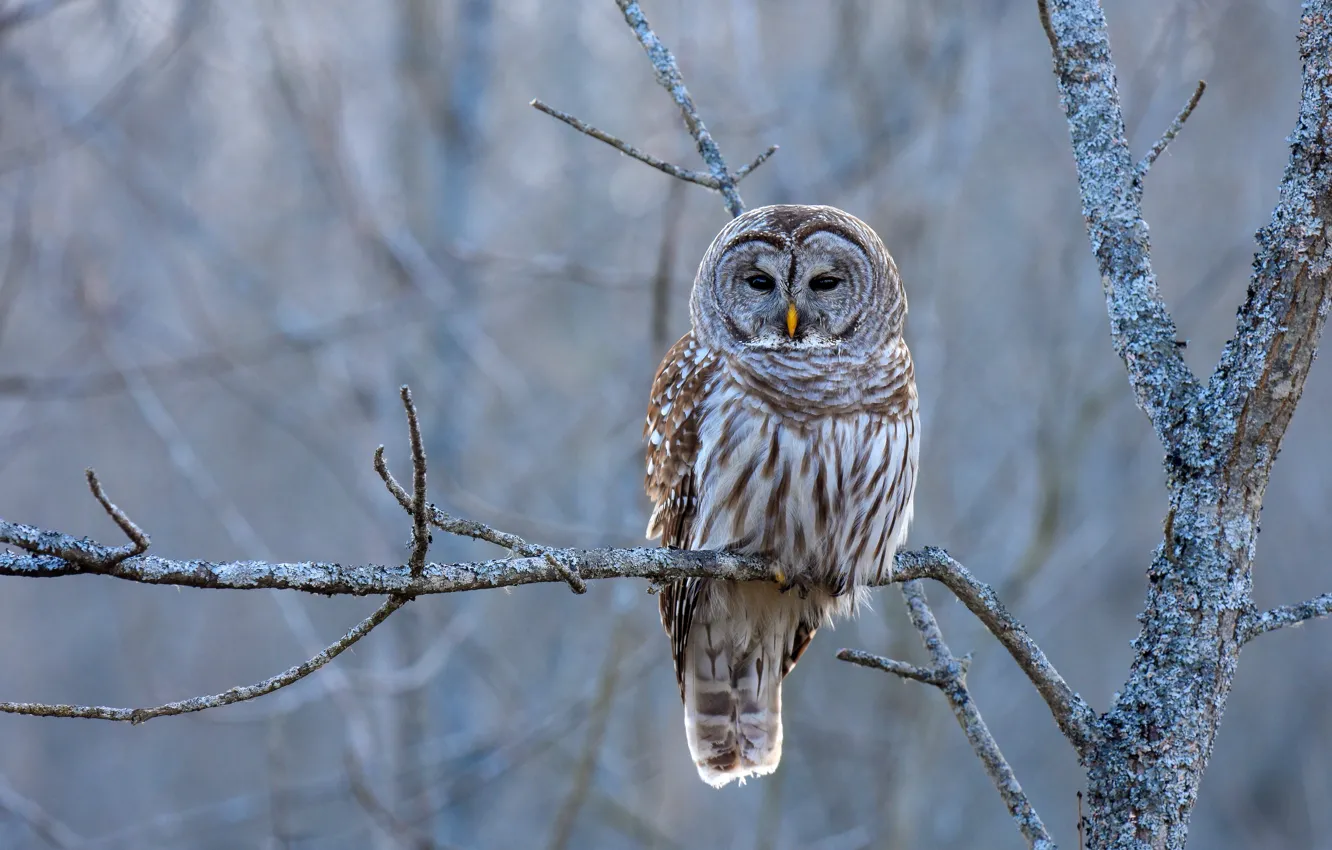 Photo wallpaper trees, owl, grey background, bird, branches, owl