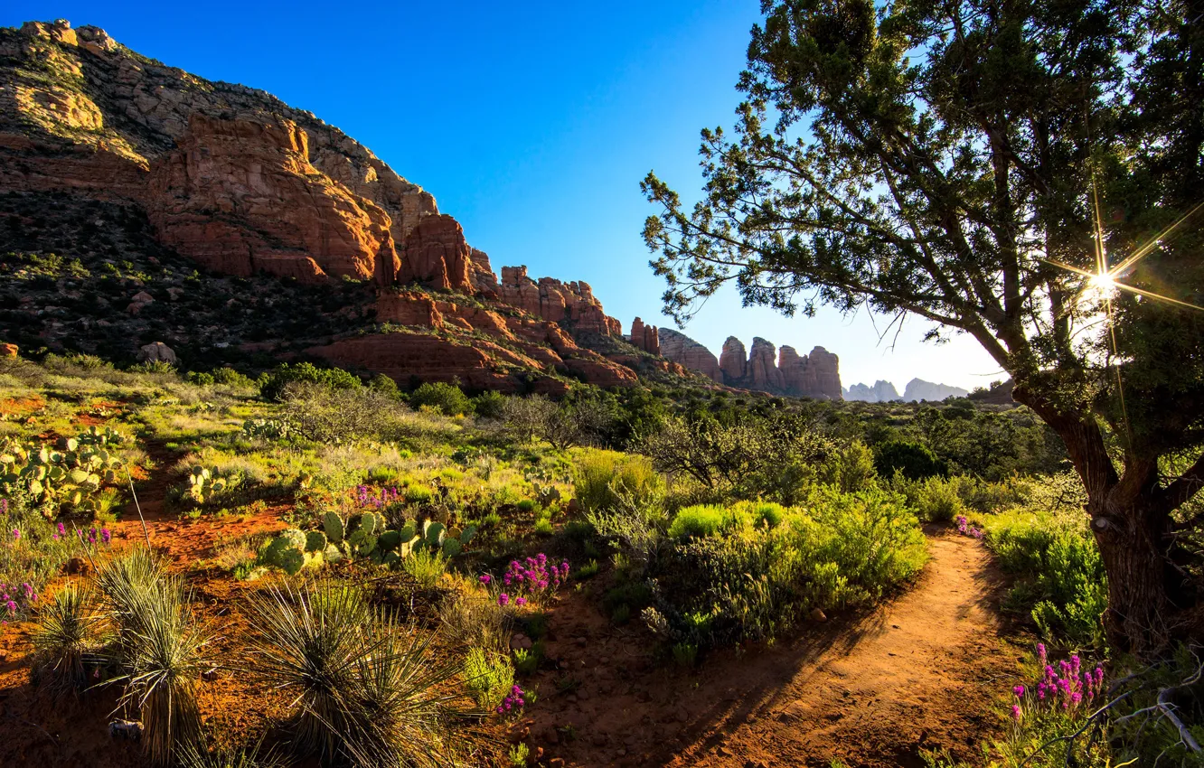 Photo wallpaper the sky, the sun, trees, flowers, rocks, cactus, valley, canyon
