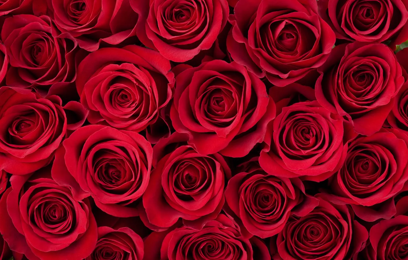 Photo wallpaper macro, flowers, red, roses, bouquet, buds, a lot