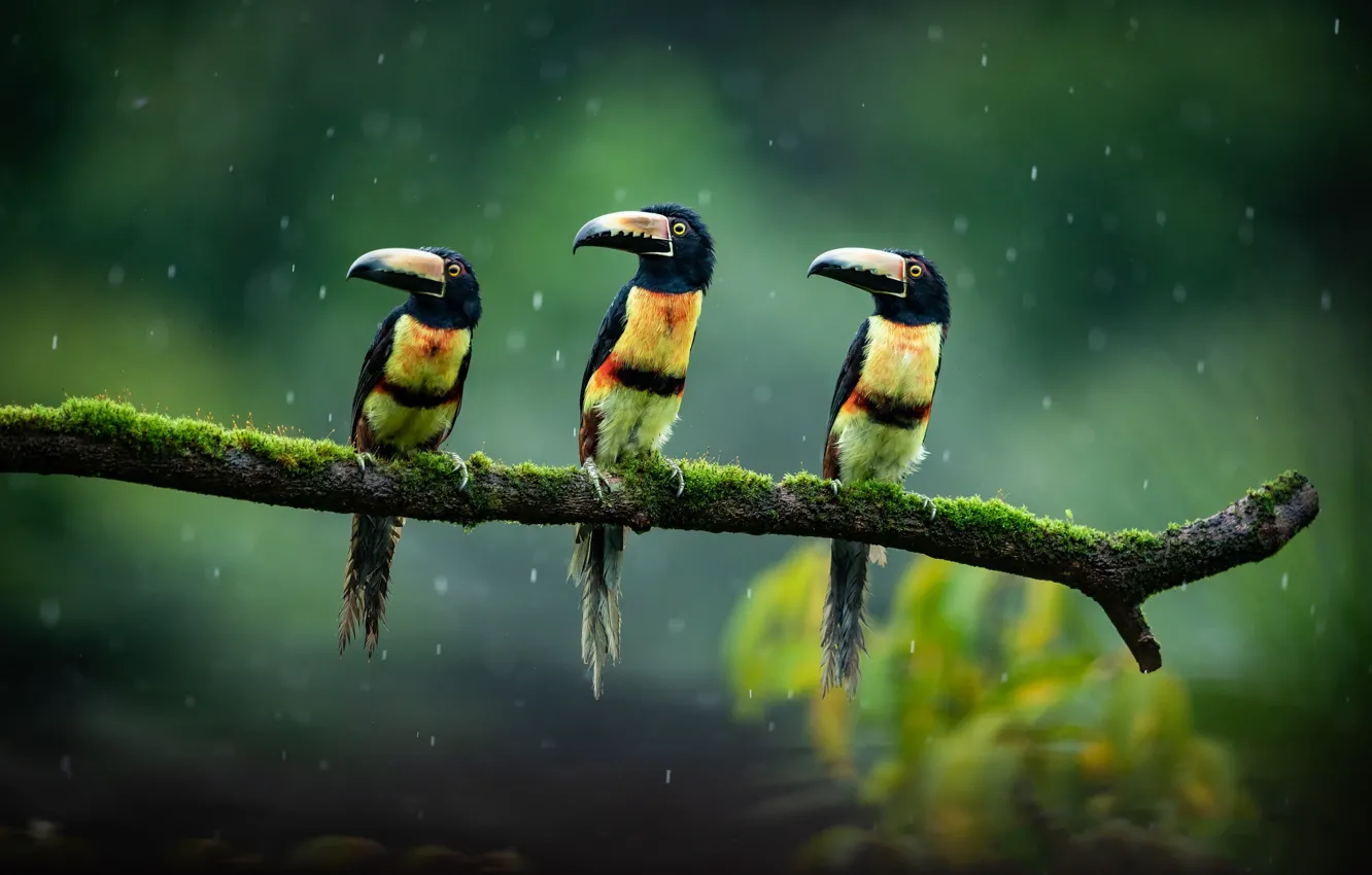 Photo wallpaper birds, trio, toucans