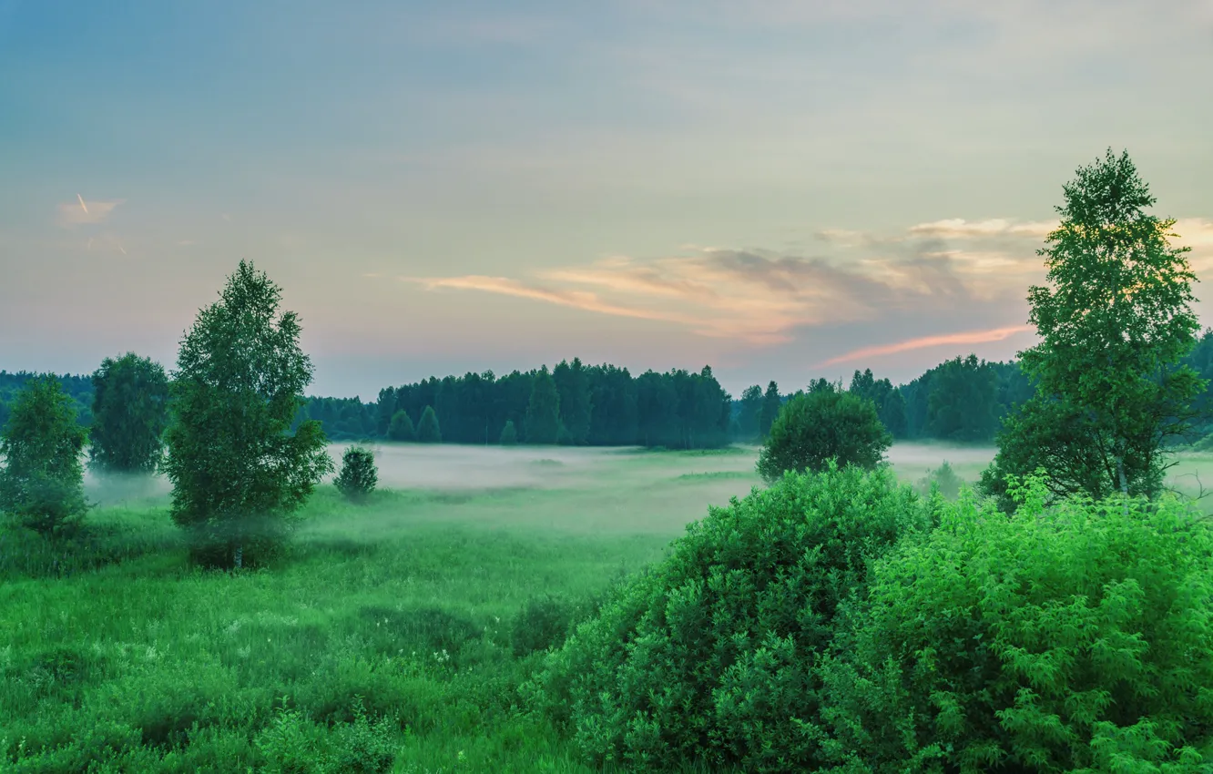Photo wallpaper forest, fog, meadow