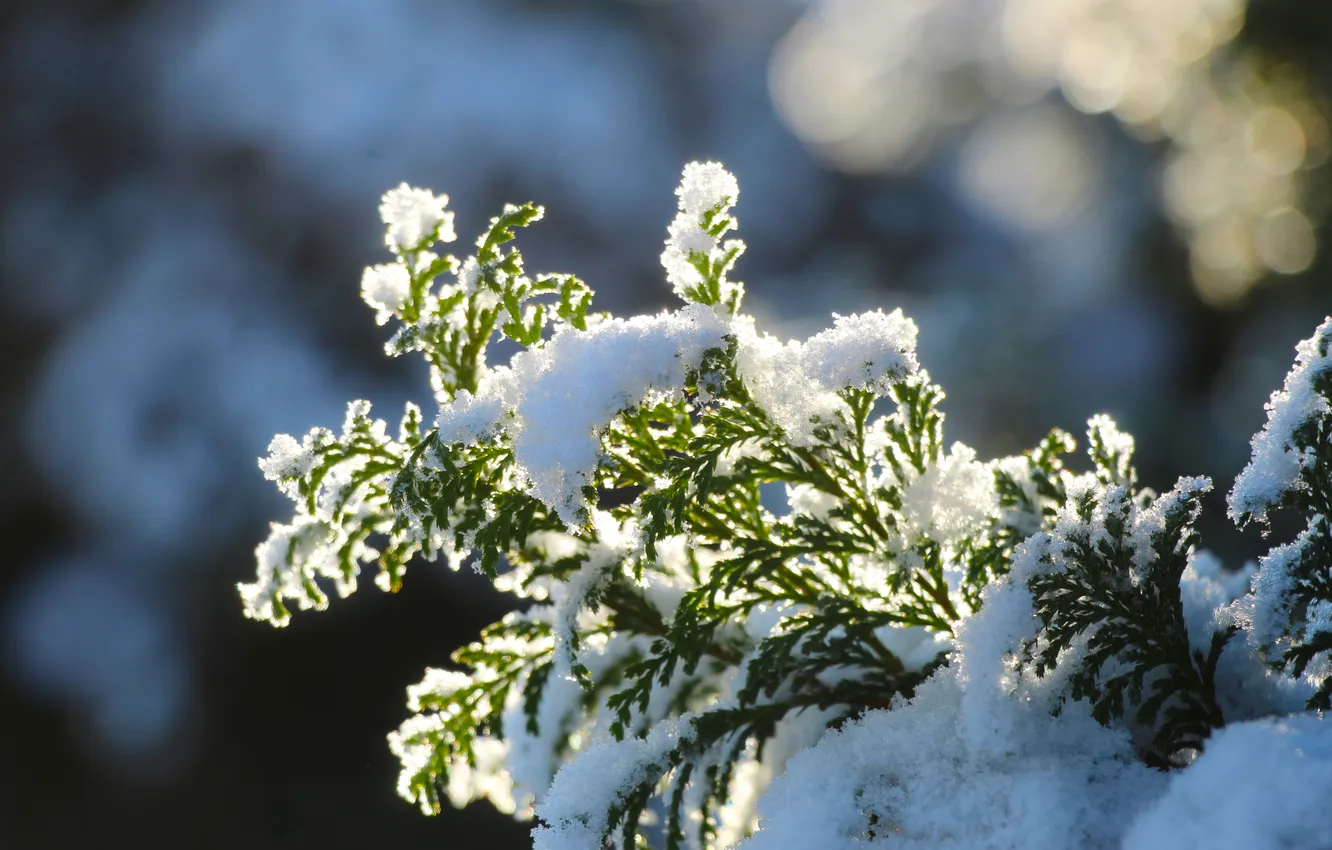 Photo wallpaper winter, snow, cold, twig