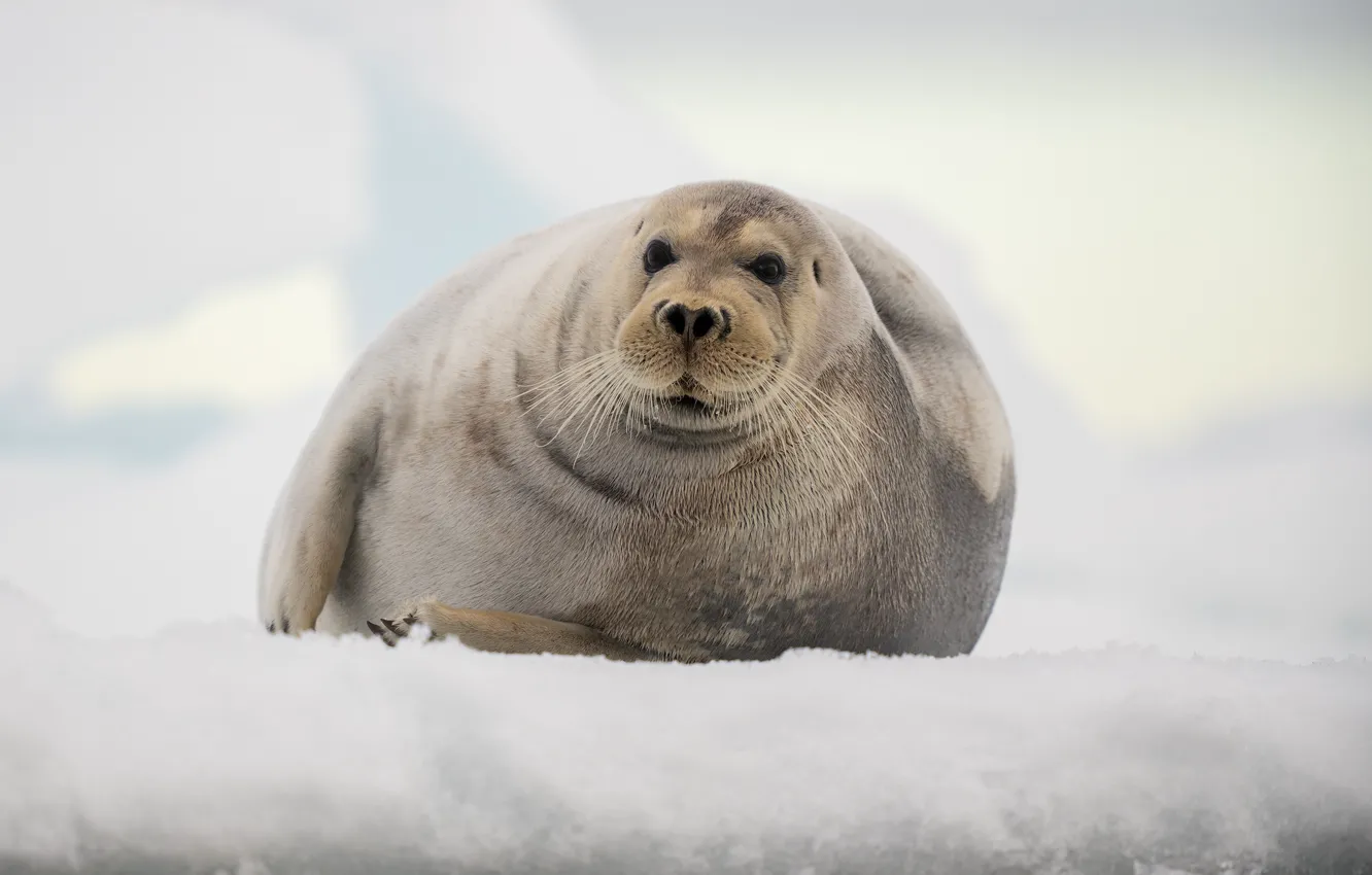Photo wallpaper winter, look, face, snow, nature, seal, light background, chubby