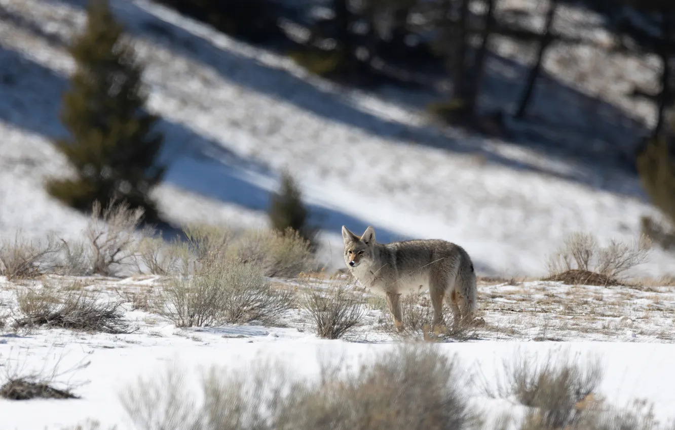 Photo wallpaper winter, forest, look, light, snow, trees, branches, nature