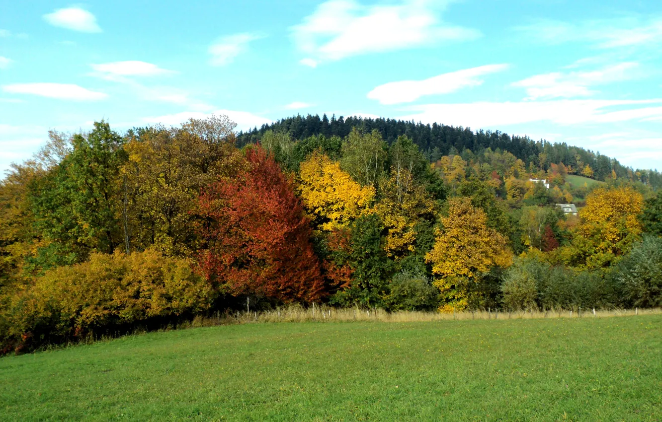 Photo wallpaper field, autumn, forest, nature, forest, field, nature, Autumn