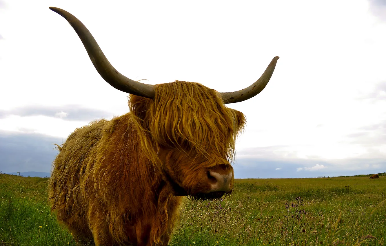 Photo wallpaper nature, background, Highland cattle
