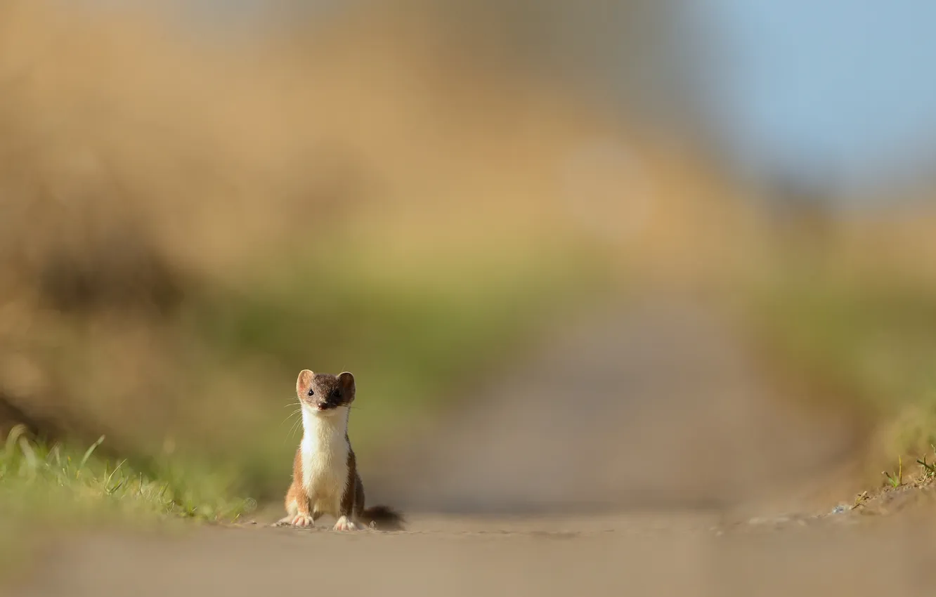 Photo wallpaper background, muzzle, Freda, ferret