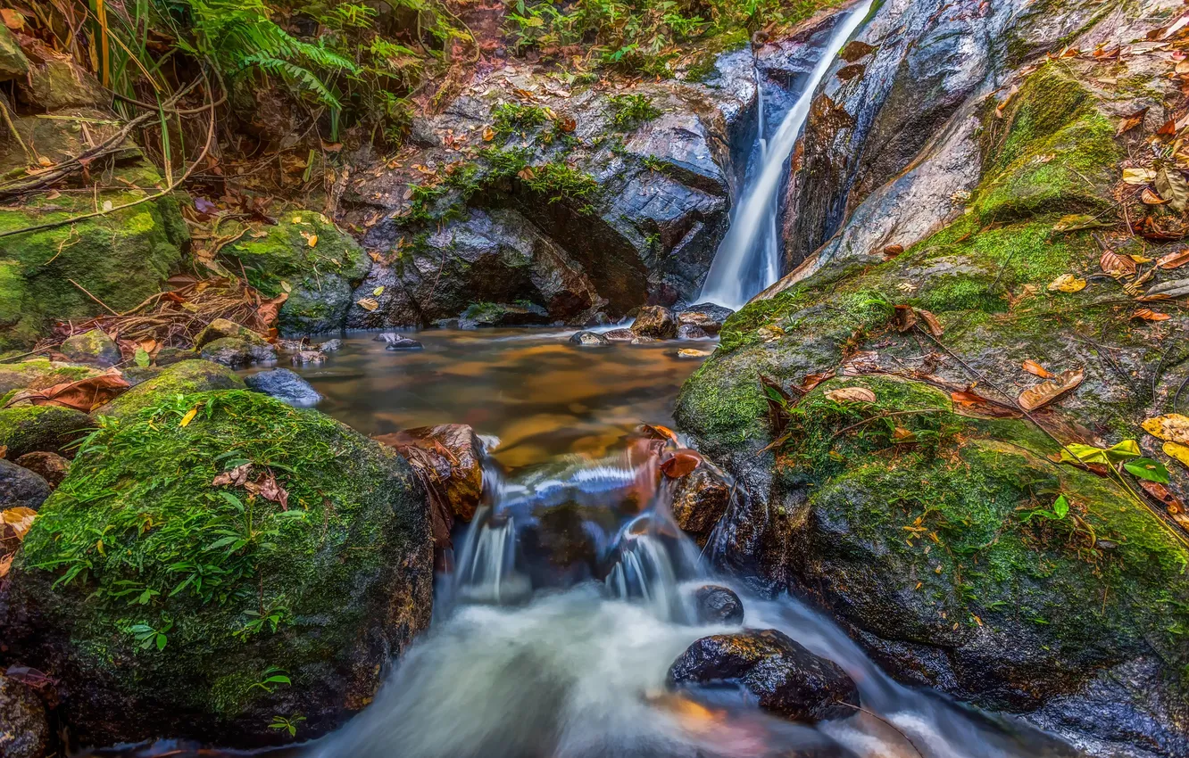 Photo wallpaper autumn, forest, leaves, stream, stones, rocks, stream