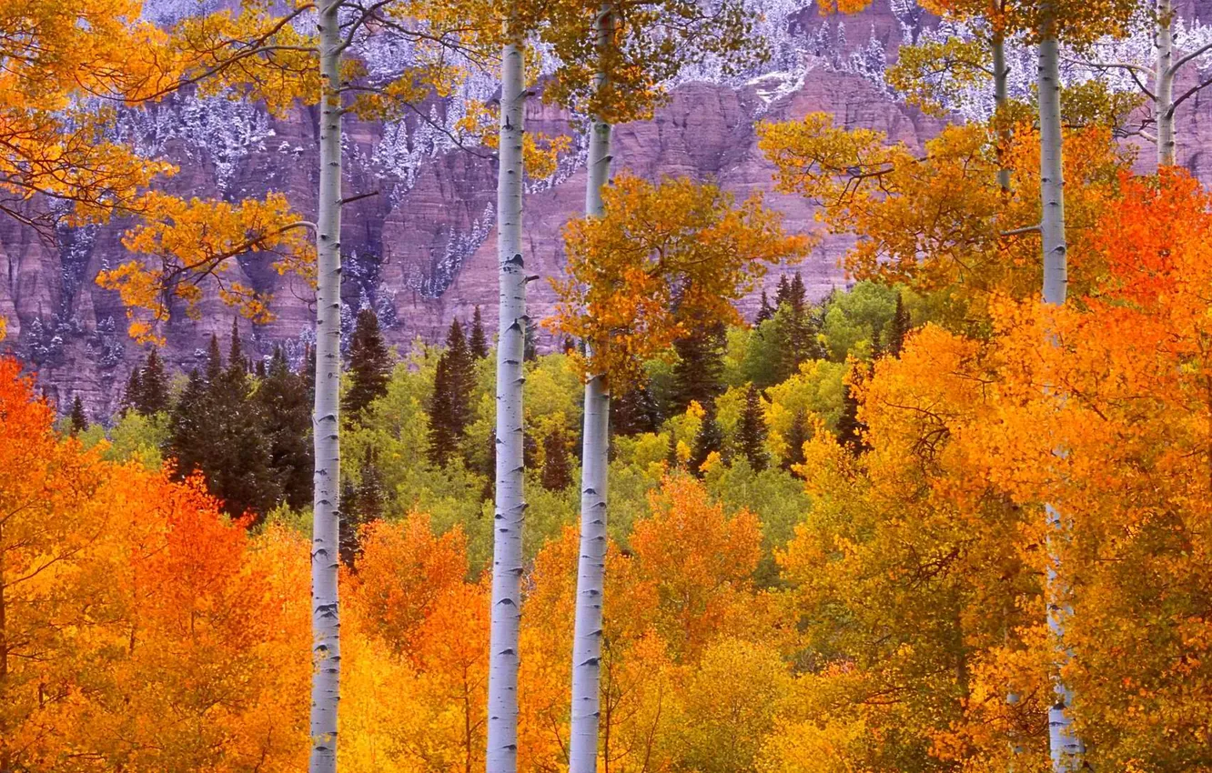 Photo wallpaper autumn, forest, leaves, trees, landscape, mountains, the crimson