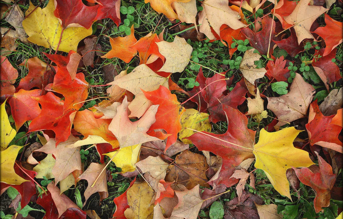 Photo wallpaper autumn, grass, leaves, macro