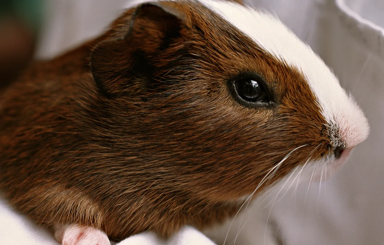 Photo wallpaper face, sea, pig