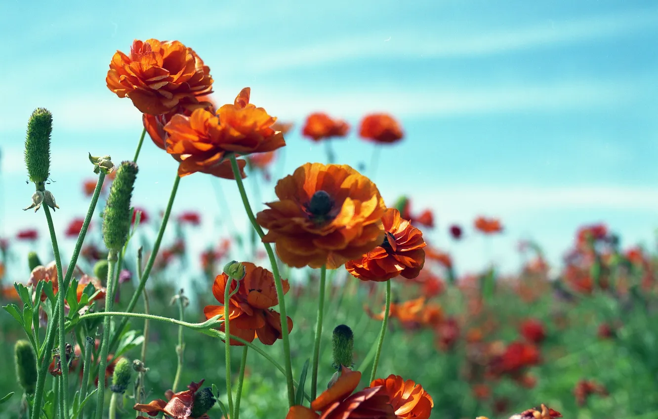 Photo wallpaper field, flowers, orange, seeds, Ranunculus