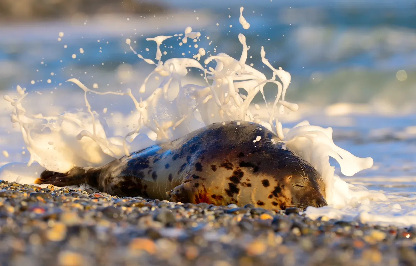 Photo wallpaper sea, foam, stones, relax, shore, North sea, the archipelago of Helgoland, glennamaddy seal