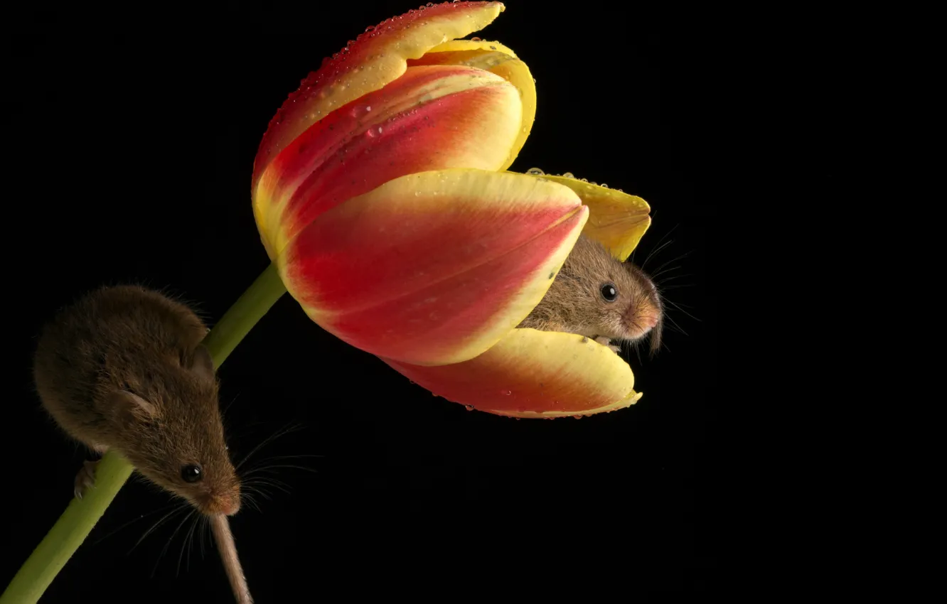 Photo wallpaper flower, petals, mouse, ulpana