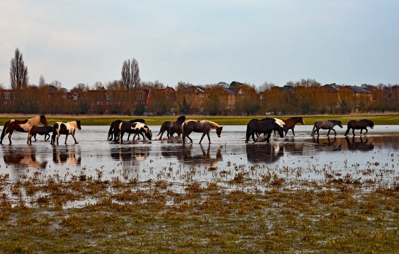 Photo wallpaper autumn, reflection, horse, shore, horse, house, pond, the herd