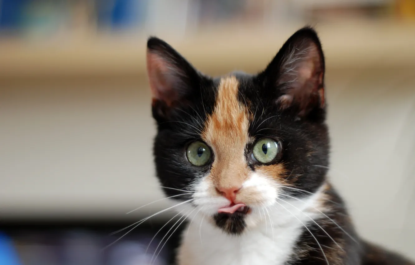 Photo wallpaper look, muzzle, kitty, bokeh, cat