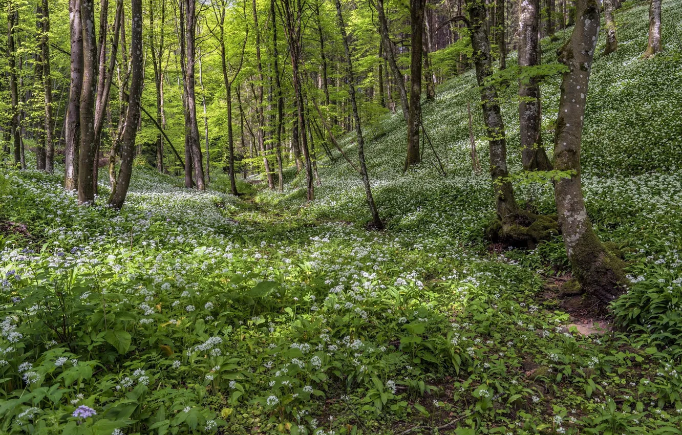 Photo wallpaper forest, flowers, glade