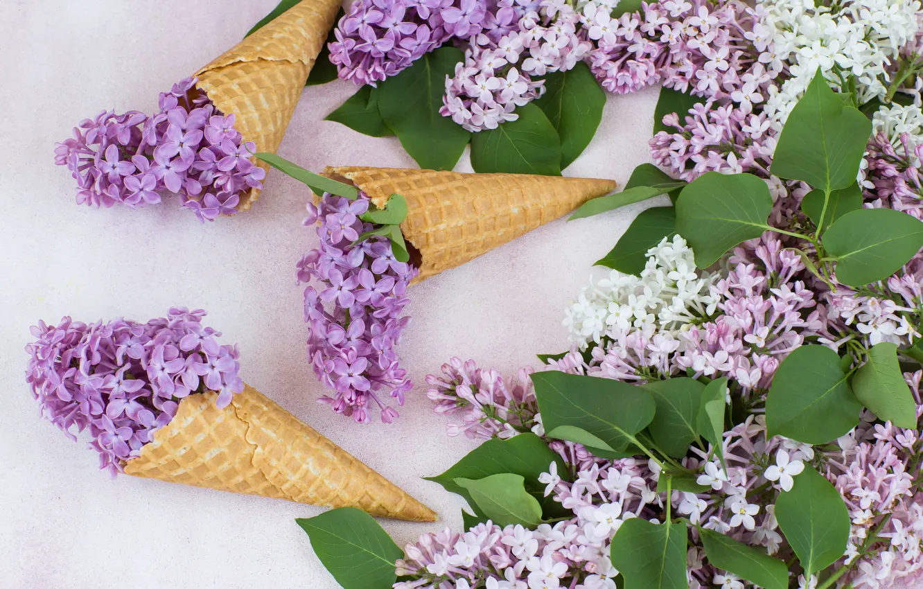 Photo wallpaper flowers, horn, flowers, lilac, lilac, cone