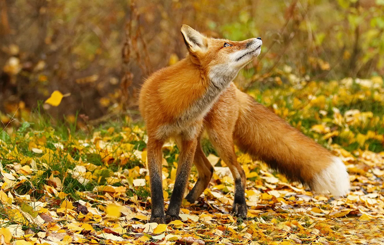 Photo wallpaper autumn, face, leaves, branches, yellow, pose, glade, Fox