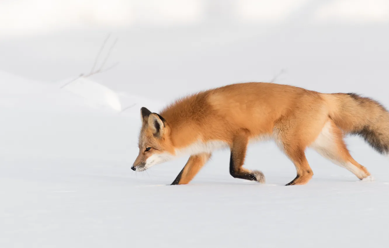 Photo wallpaper winter, snow, nature, Fox, the snow, profile, red, walk