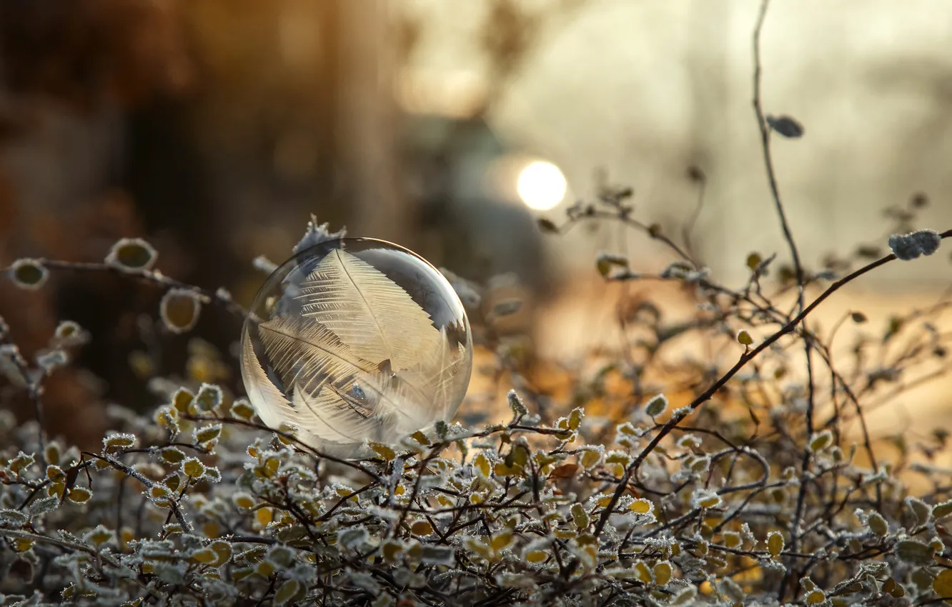 Photo wallpaper frost, macro, branches, plant, ball