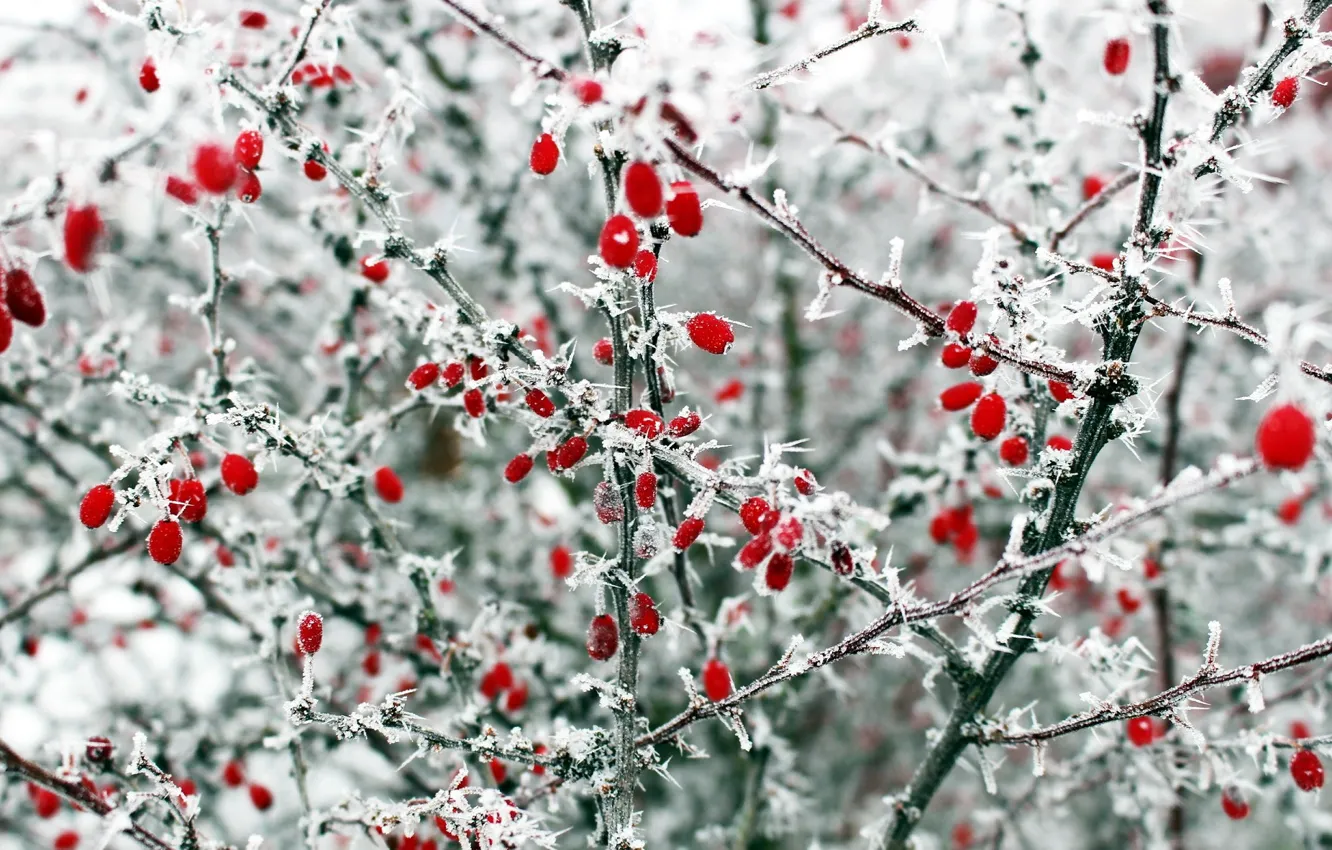 Photo wallpaper winter, frost, macro, berries, the bushes