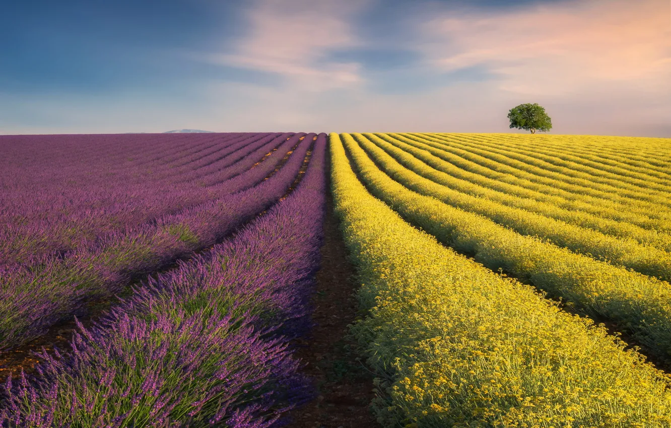 Photo wallpaper field, the sky, nature, field, lavender