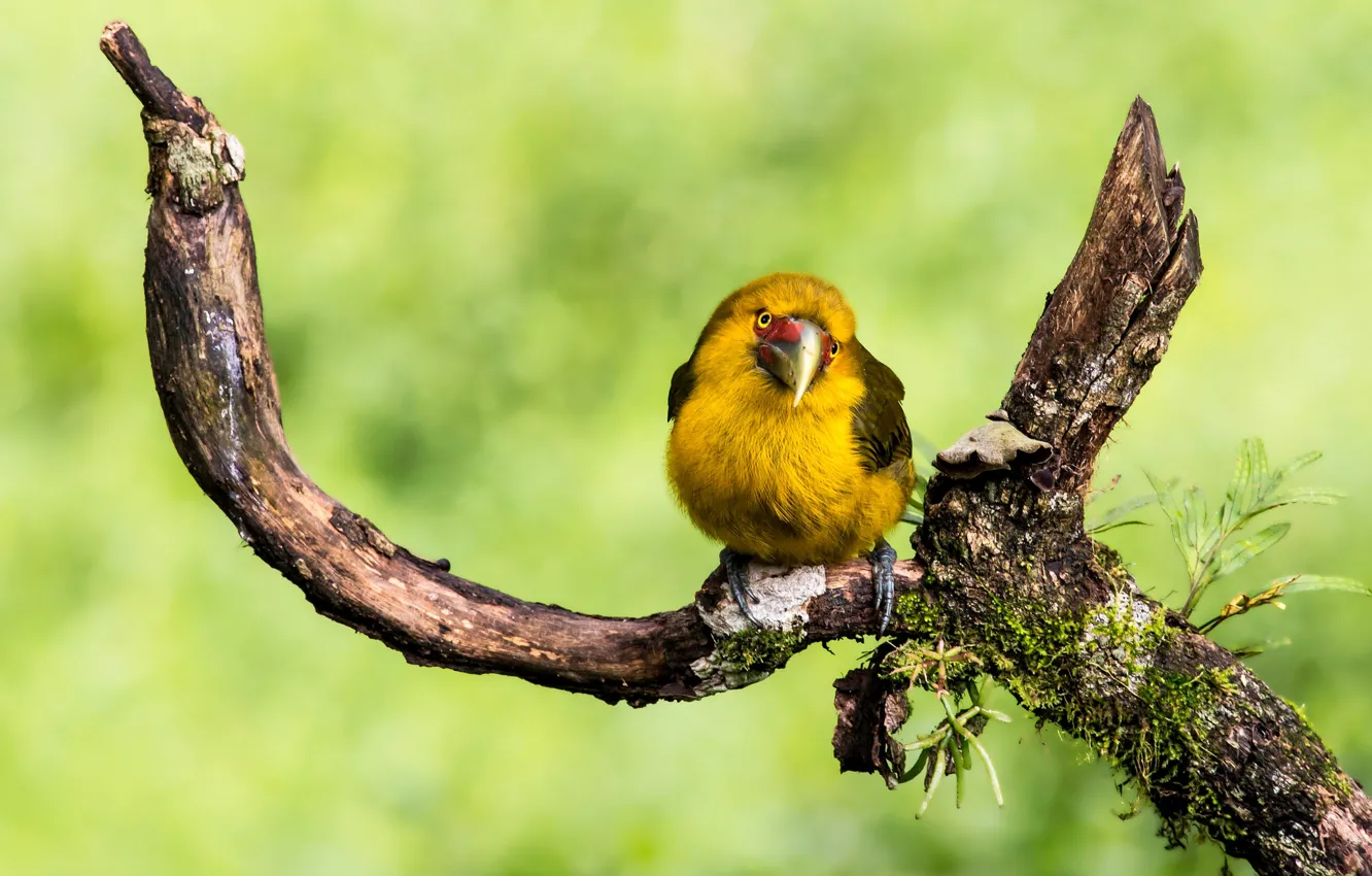 Photo wallpaper look, leaves, bird, branch, beak, snag, green background, yellow