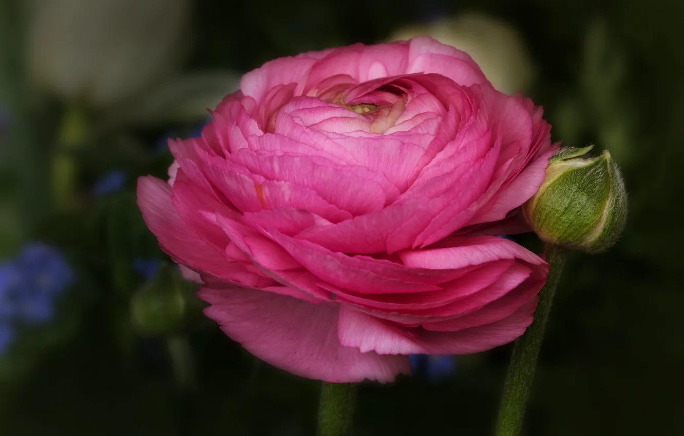 Photo wallpaper macro, flowers, pink, Ranunculus