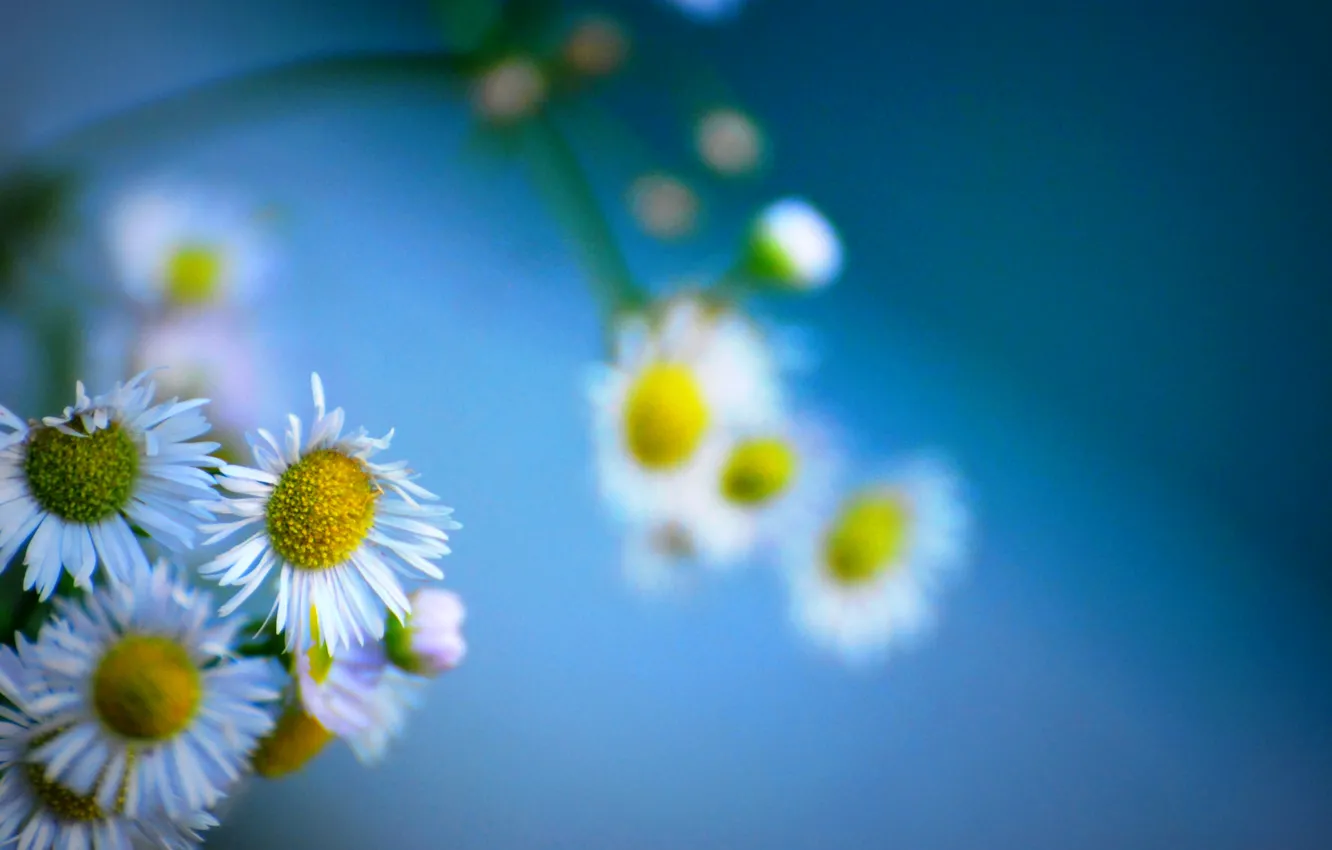 Photo wallpaper nature, chamomile, petals