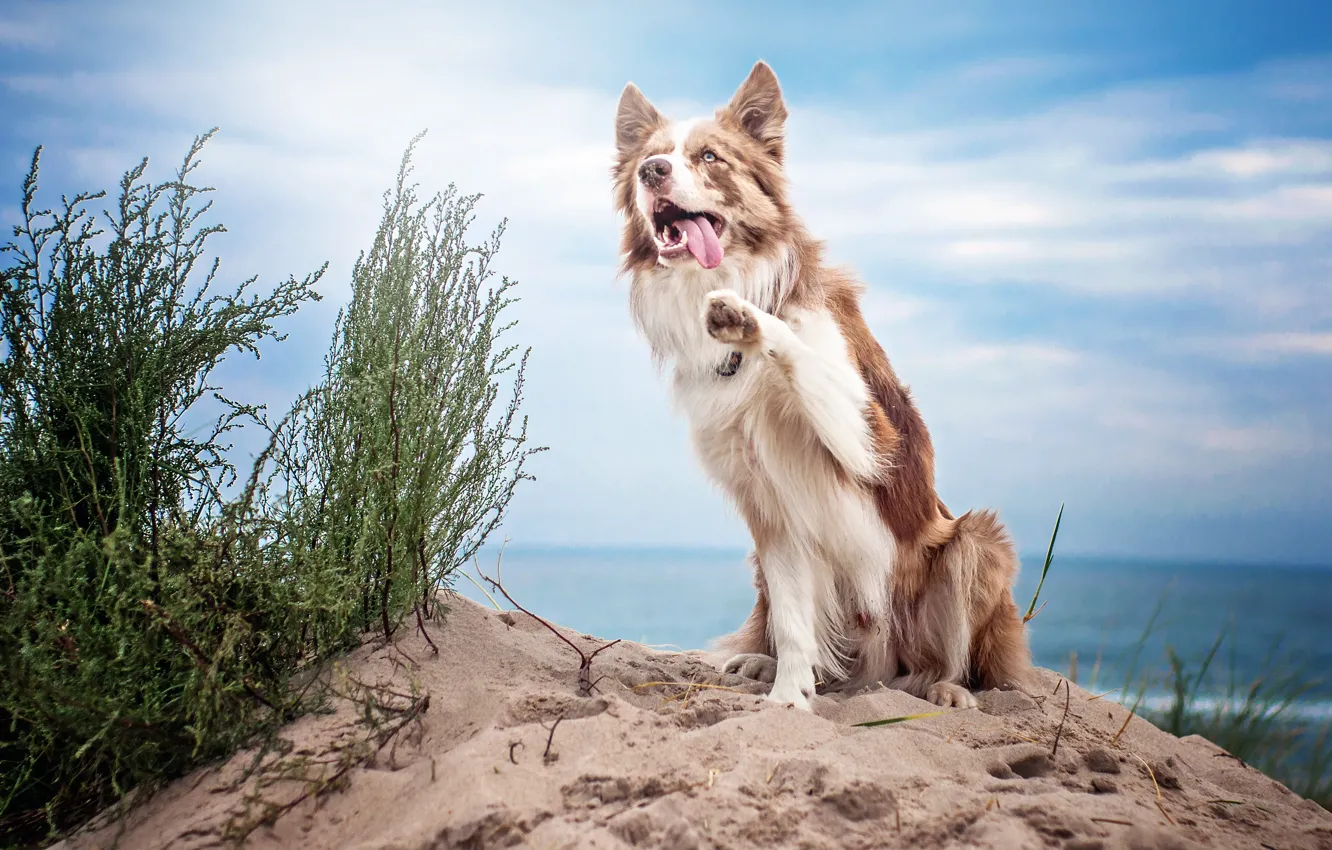 Photo wallpaper summer, each, dog