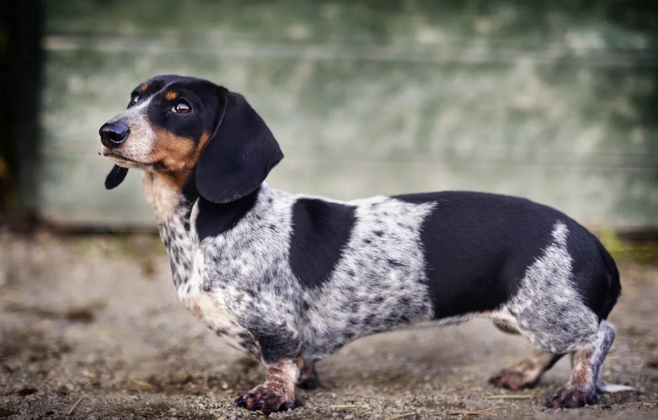 Photo wallpaper look, each, dog