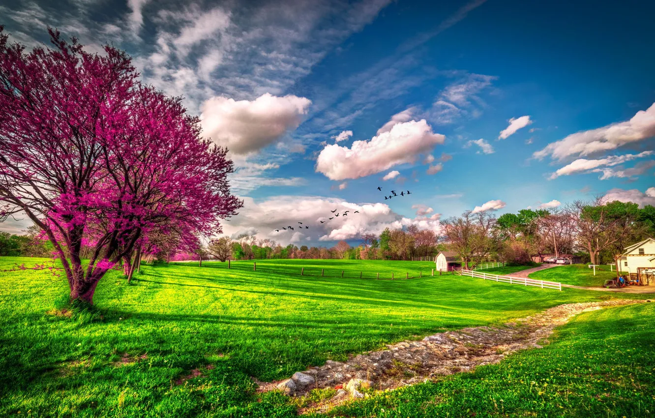 Photo wallpaper greens, grass, clouds, tree, spring, USA, flowering, farm