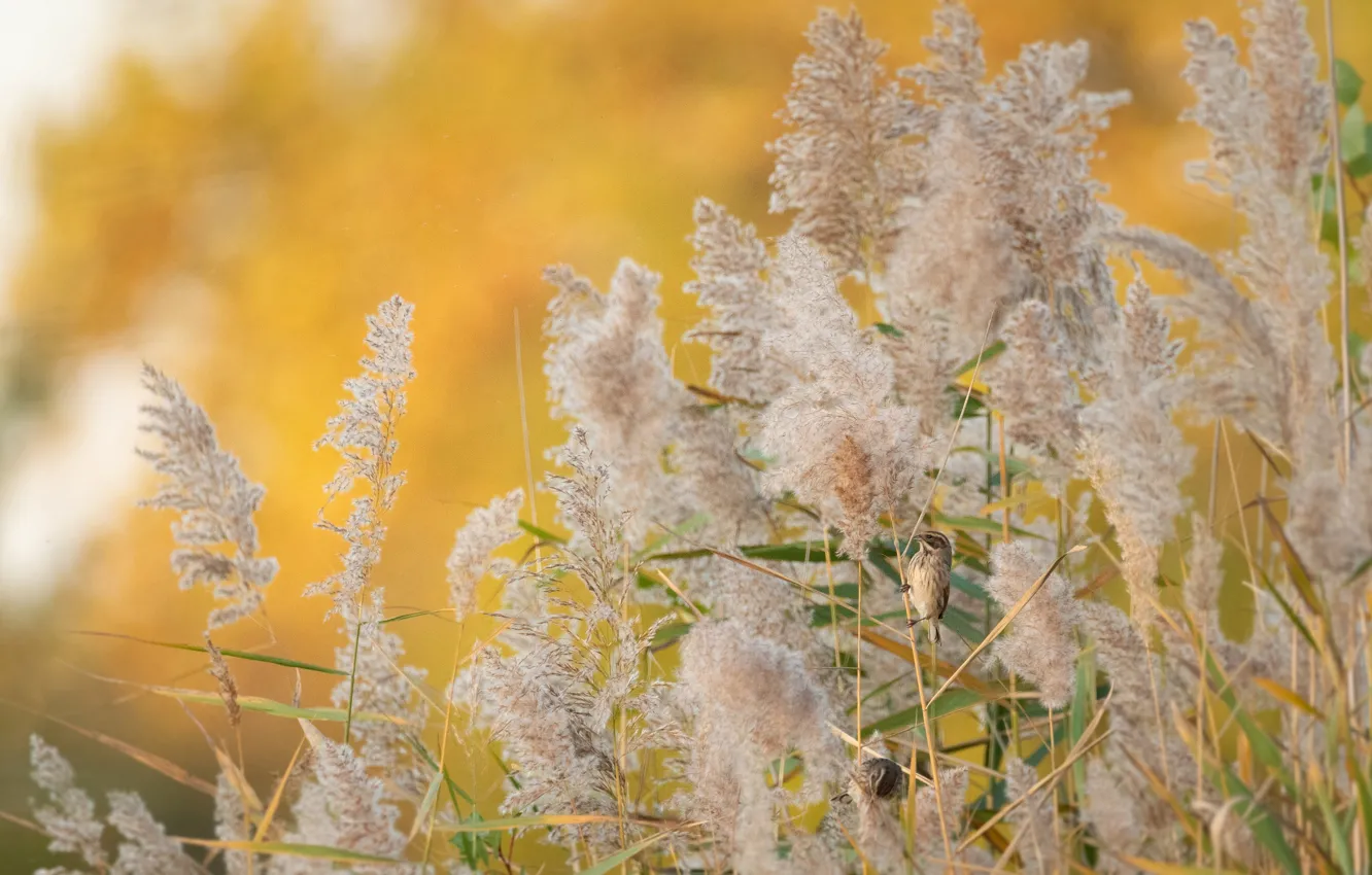 Photo wallpaper cane, bird, Reed Bunting