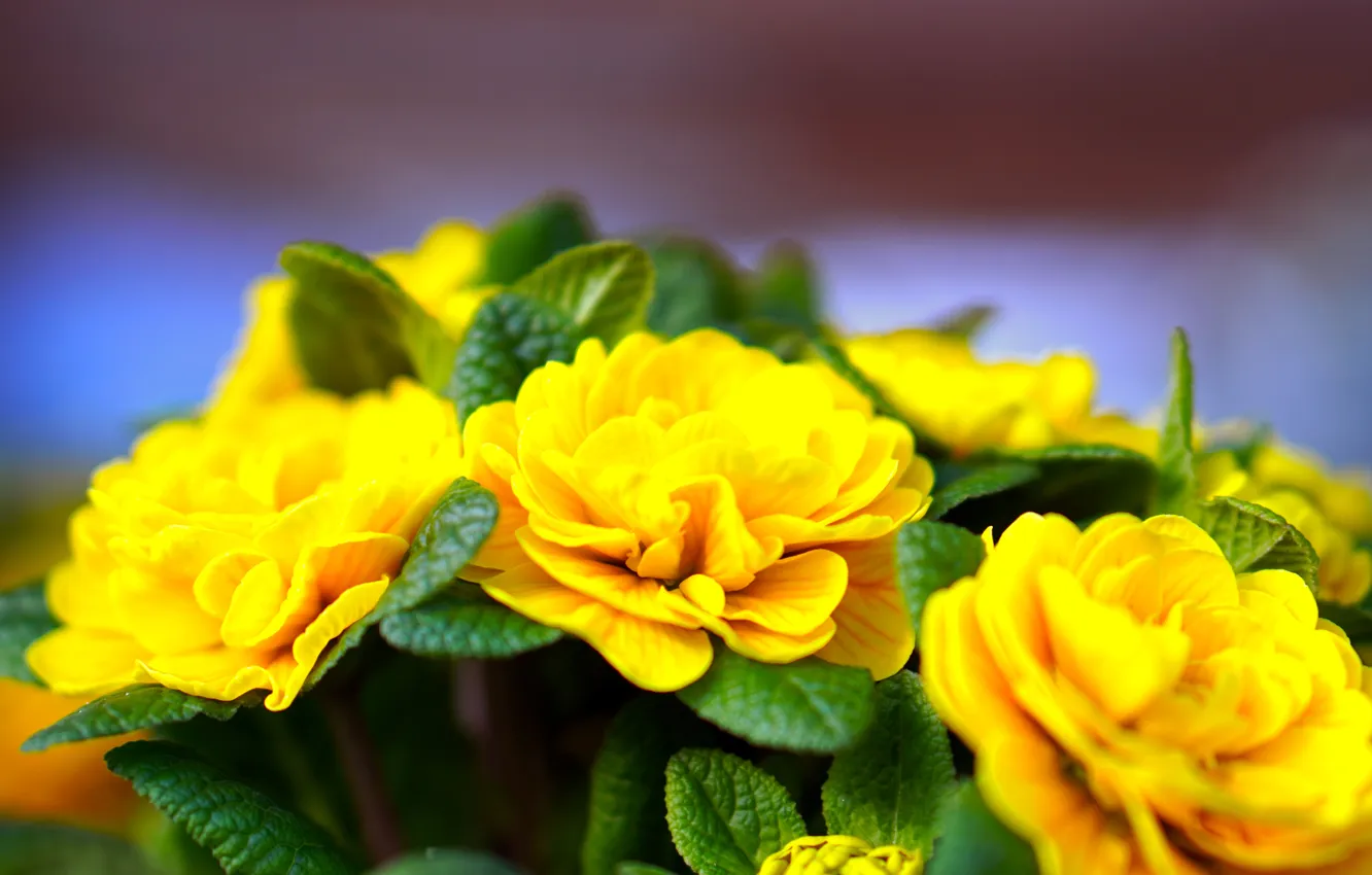 Photo wallpaper leaves, flowers, yellow, blur, spring, blur, bokeh, Primula