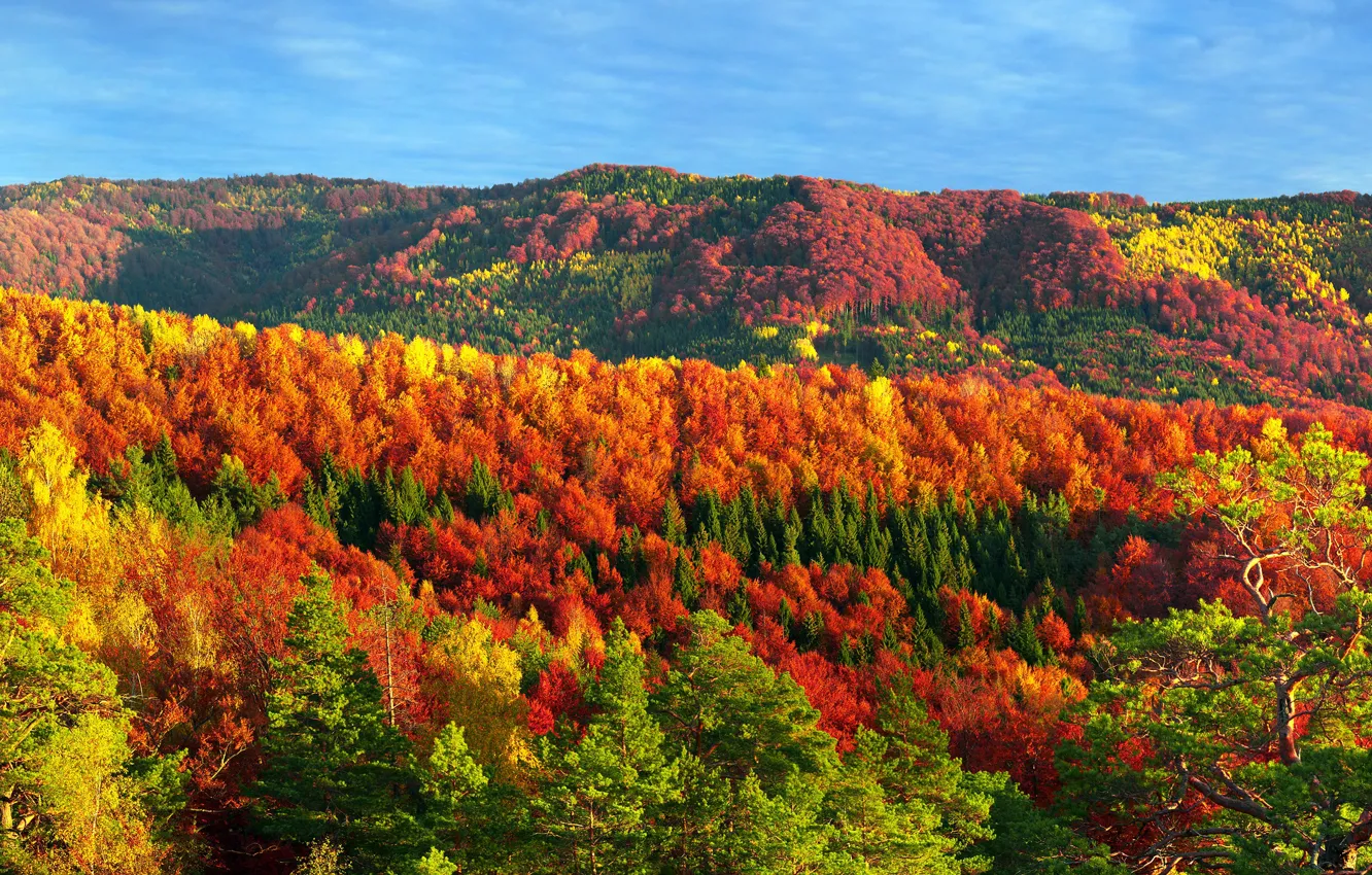 Photo wallpaper autumn, forest, the sky, the sun, trees, mountains, panorama, Ukraine