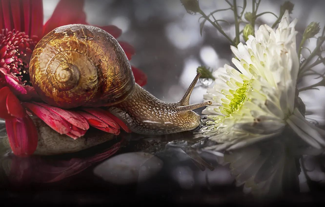 Photo wallpaper macro, flowers, snail
