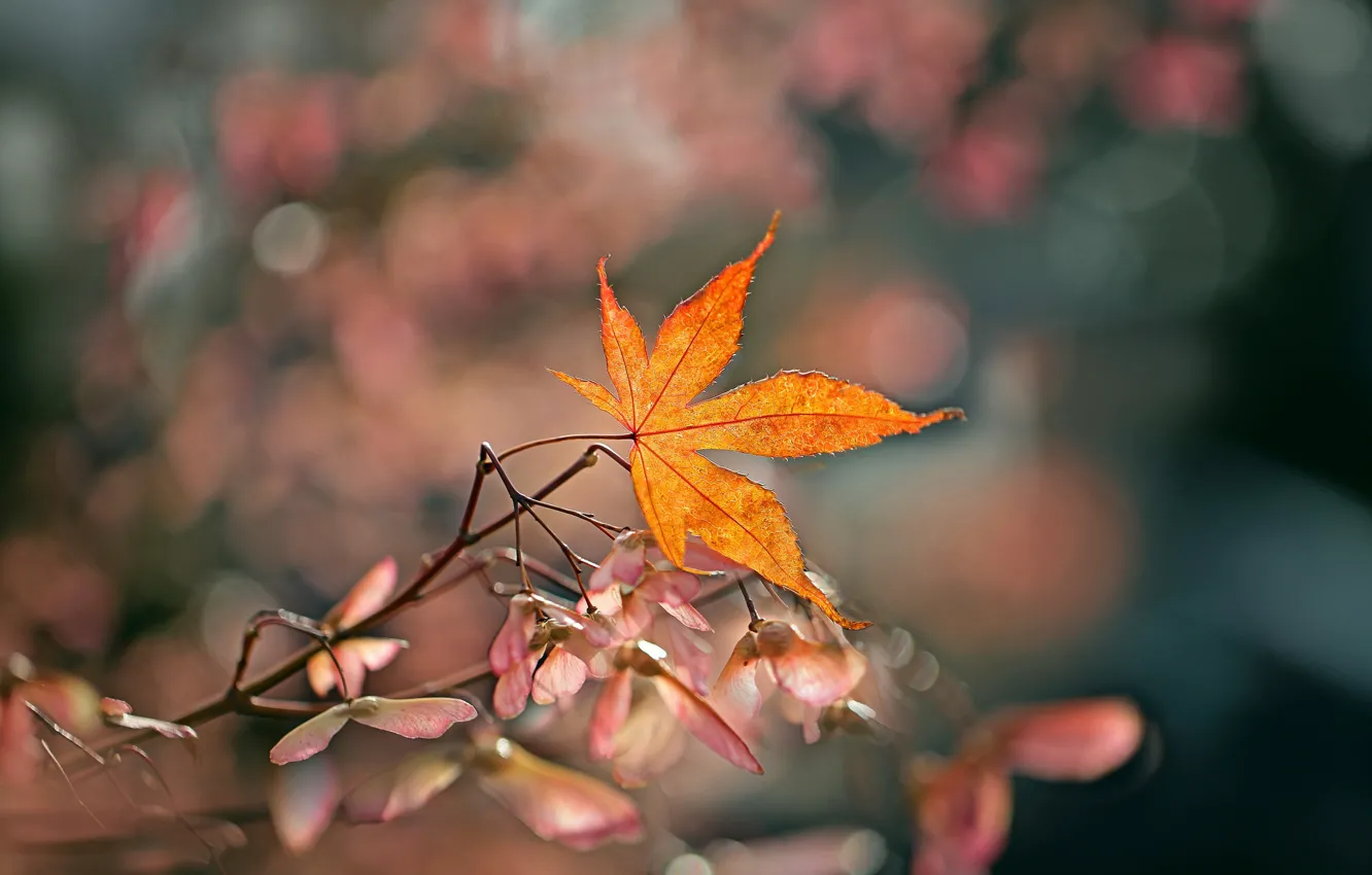 Photo wallpaper autumn, background, leaf, branch