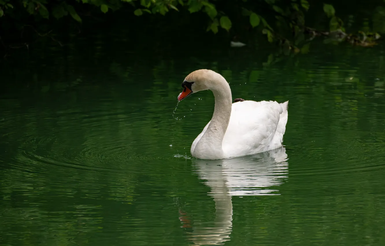 Photo wallpaper bird, swans, pond