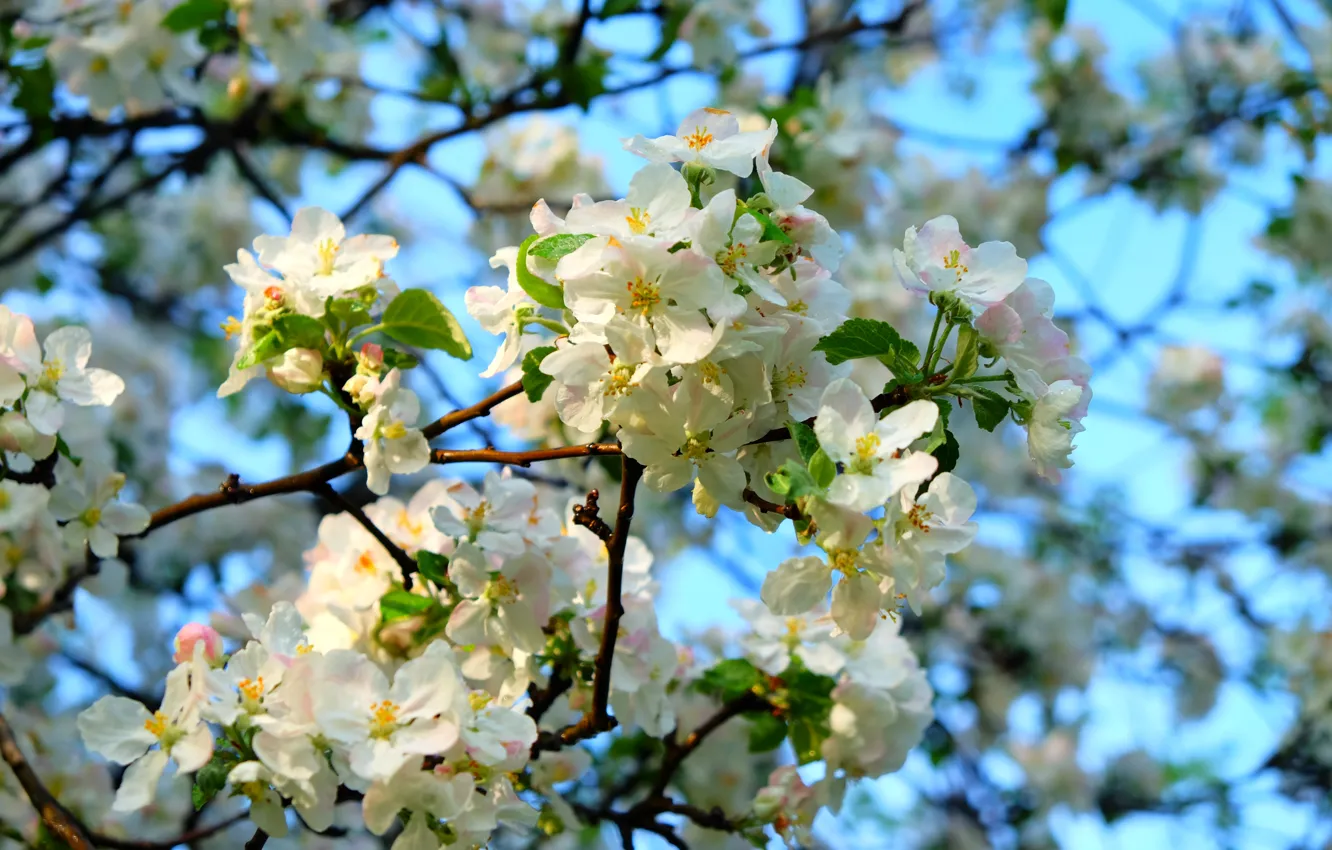 Photo wallpaper macro, flowers, spring, Apple, flowering tree, white flowers, blooming Apple tree